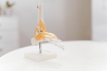 Skelett eines Fußes zur Demonstration