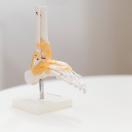 Skelett eines Fußes zur Demonstration